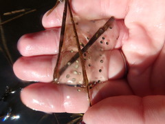Caudata