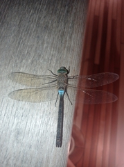 Anax parthenope