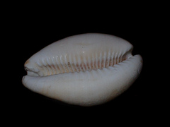 Lyncina vitellus