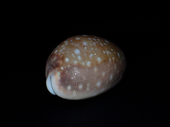 Lyncina vitellus