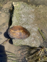 Ortmanniana ligamentina