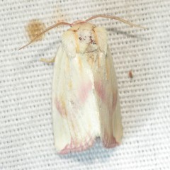 Thurberiphaga diffusa