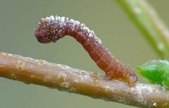 Geometra papilionaria