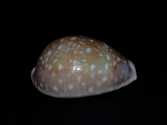 Lyncina vitellus