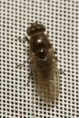 Ephydridae