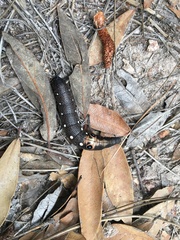 Xylophanes falco