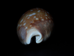 Lyncina vitellus