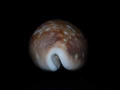Lyncina vitellus