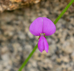 Desmodium batocaulon
