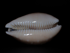 Lyncina vitellus