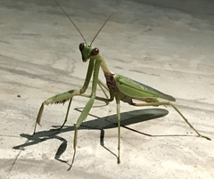 Hierodula tenuidentata