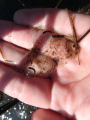 Caudata