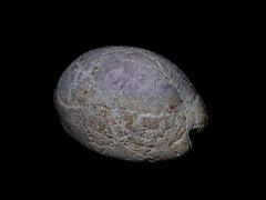 Lyncina vitellus