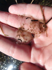 Caudata
