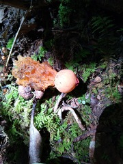 Calostoma cinnabarinum