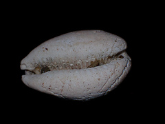 Lyncina vitellus