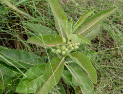 Asclepias nyctaginifolia