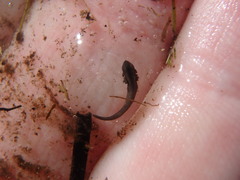 Caudata