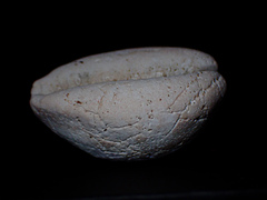 Lyncina vitellus