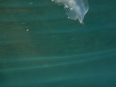 Aequorea forskalea