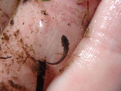Caudata