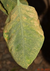 Acariformes