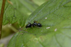 Myrmentoma