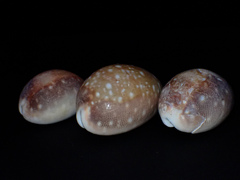 Lyncina vitellus