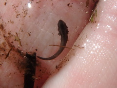 Caudata