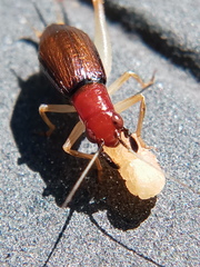 Phyllopalpus pulchellus