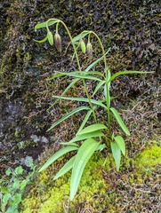 Fritillaria affinis
