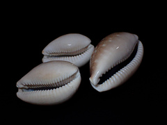 Lyncina vitellus