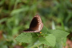 Euploea