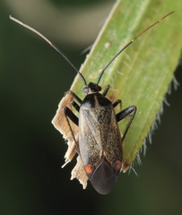 Adelphocoris seticornis