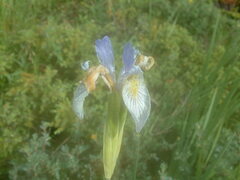 Iris missouriensis