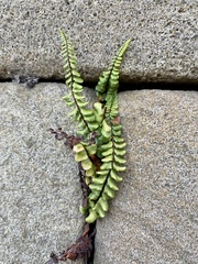 Asplenium trichomanes