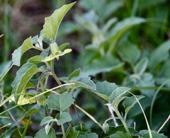 Physalis cinerascens
