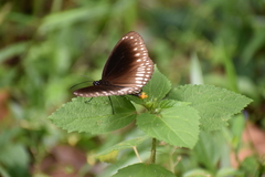 Euploea