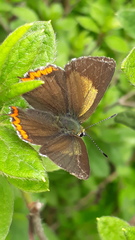 Heliophorus brahma