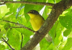 Cardellina canadensis