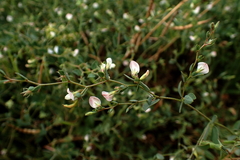 Acmispon americanus