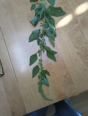 Amaranthus hybridus
