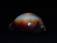 Erronea onyx