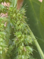 Amaranthus hybridus