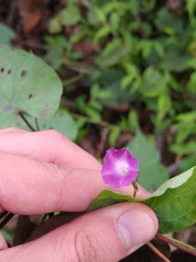 Ipomoea dumetorum