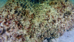 Ircinia