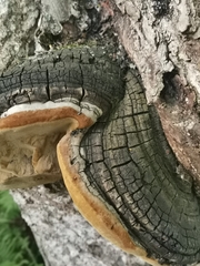 Phellinus