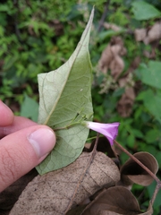 Ipomoea dumetorum