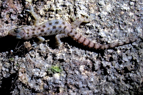 Brook's House Gecko