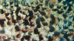 Ircinia